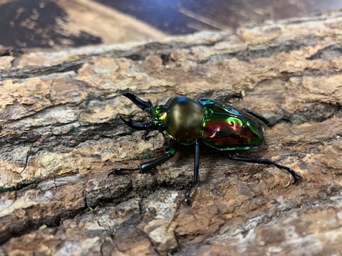 niziior-r-eye42-20251029