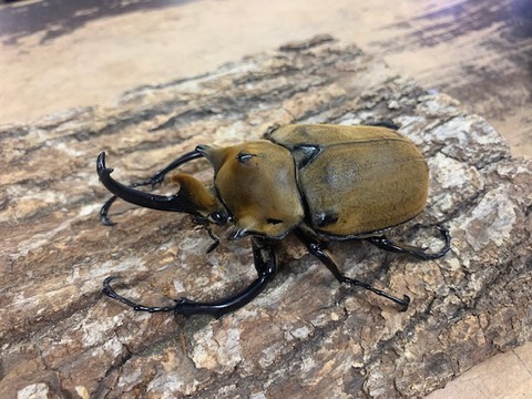 erefasuzokabuto-20260213