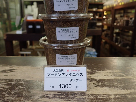 ブータンアンテ