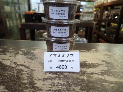 アマミミヤマ