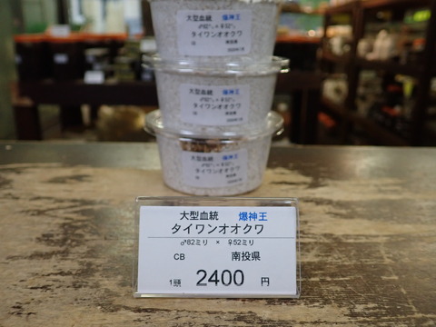 爆神王