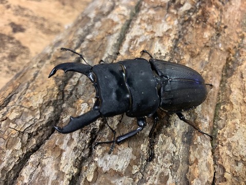 suzibuto-ryu-20251112