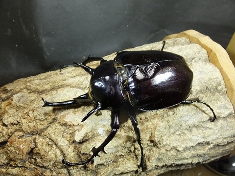 マルス♂116　即ブリ