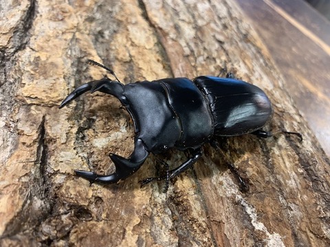 indoguranmizoramu-20260204