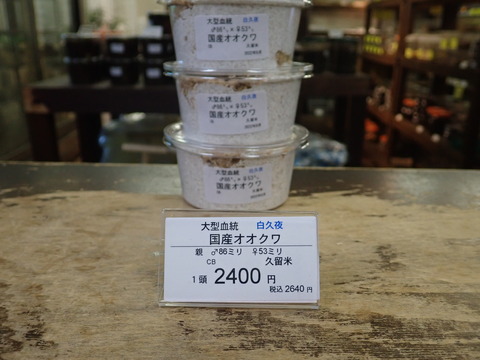 白久夜