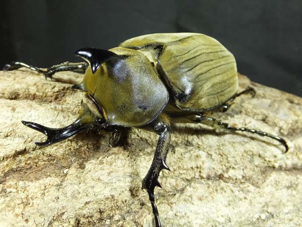 パラグアイの大型ヤヌスゾウカブト フジタに近い印象の面白い個体 コア