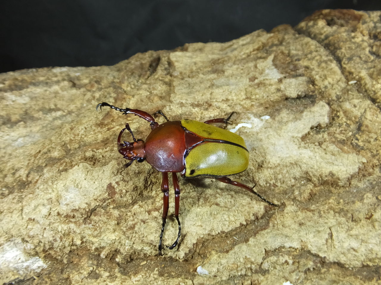 極太血統『玄武』 : カブトクワガタ☆GLOBAL