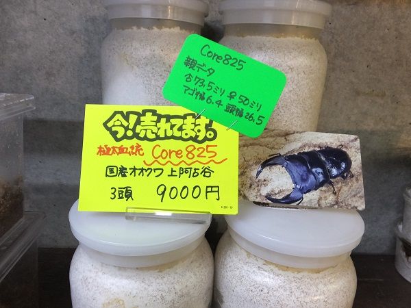 極太血統ゴードンR : カブトクワガタ☆GLOBAL