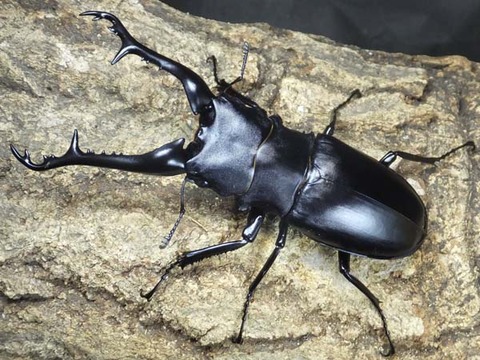 426-ギラファフローレス