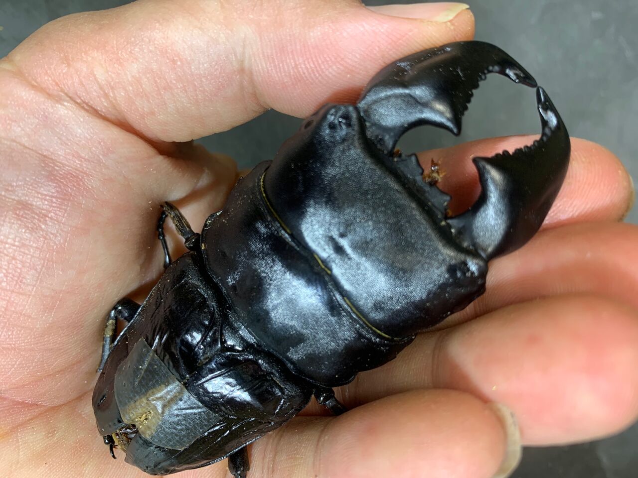 極太血統スマトラオオヒラタ！ : カブトクワガタ☆GLOBAL