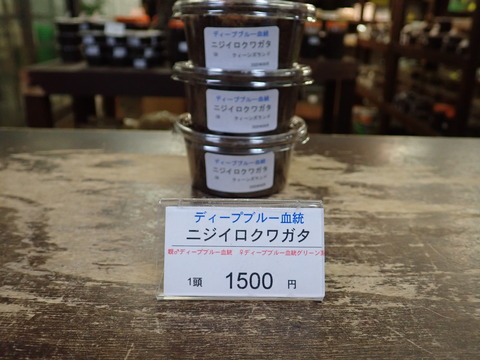 ディープブルー
