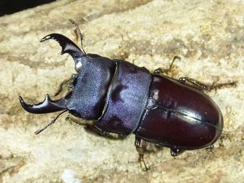 ダイトウヒラタ-4