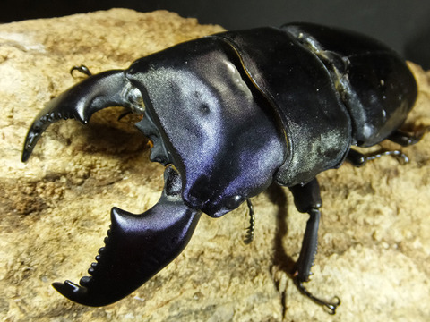 sumatora-gokubuto-975-4