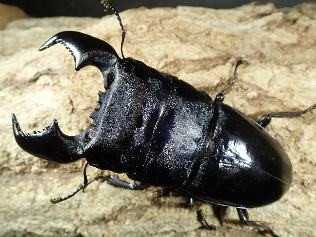 極太血統、大型血統スマトラヒラタ！ : カブトクワガタ☆GLOBAL