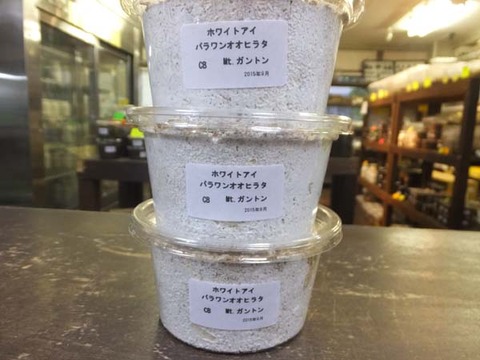 パラワンホワイトアイ