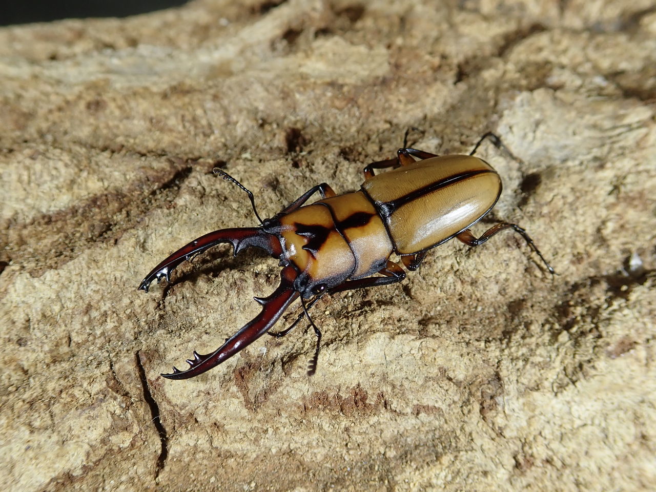 フィリピン、マレーワイルド便!! : カブトクワガタ☆GLOBAL フィリピン、マレーワイルド便!! : カブトクワガタ☆GLOBAL
