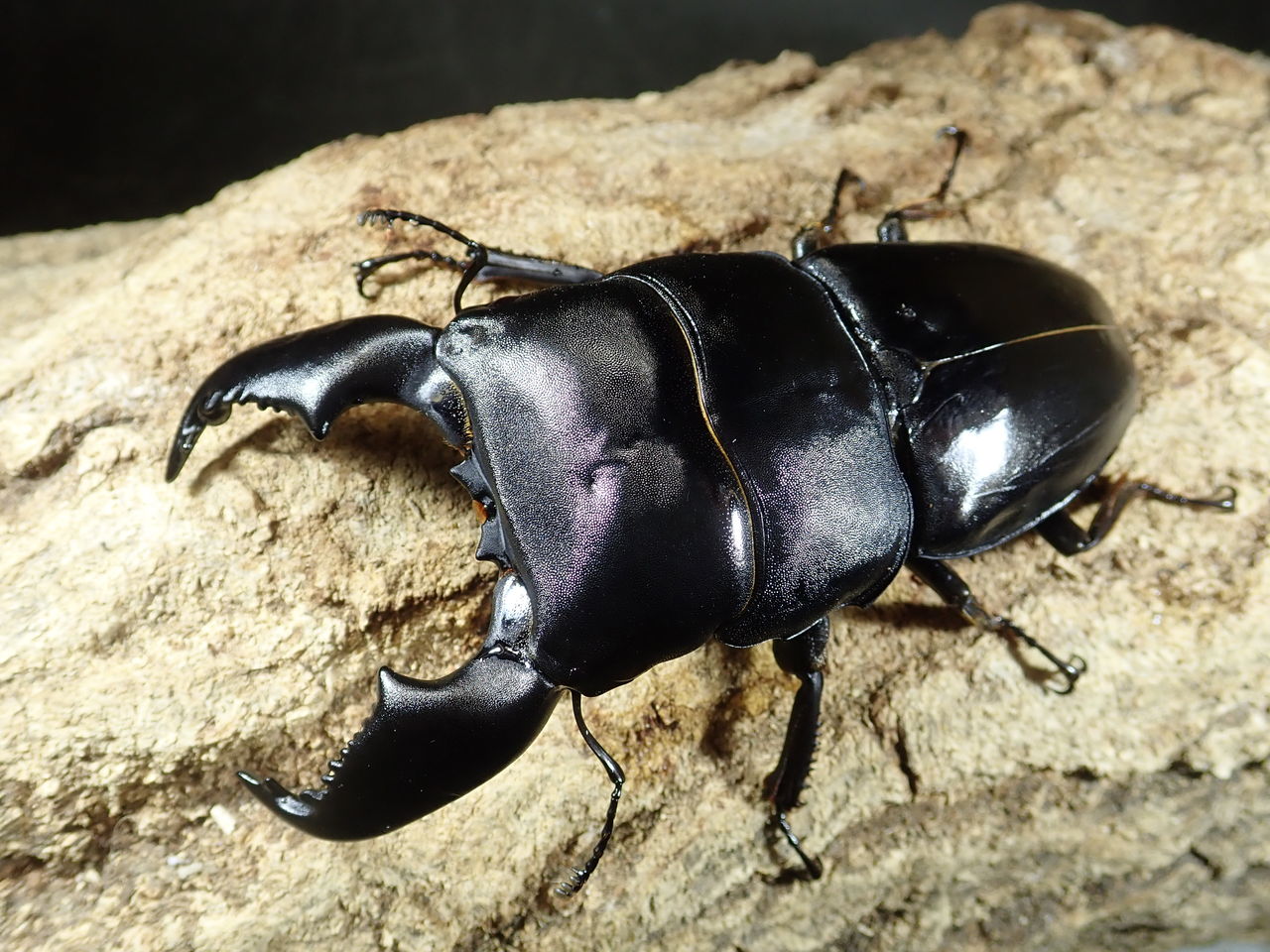 スマトラオオヒラタ　パラワンオオヒラタ　Ｂ品 スマトラヒラタ＆パラワンオオヒラタ : カブトクワガタ☆GLOBAL