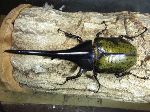 人気！外国産カブトムシ！ : カブトクワガタ☆GLOBAL