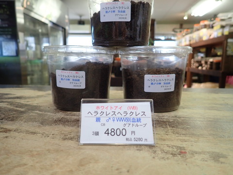 ホワイトアイヘラクレス