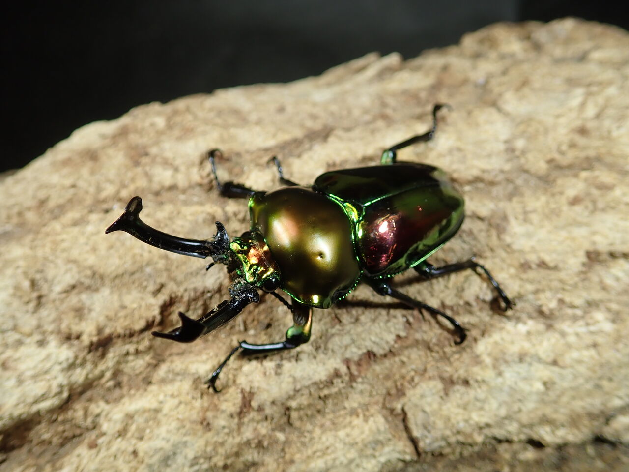 スマトラ！ニジイロ！ギラファ！ : カブトクワガタ☆GLOBAL