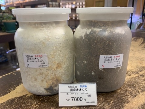 narawa78