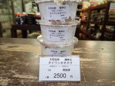 爆神王