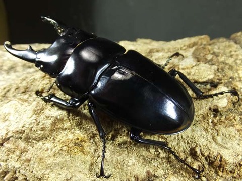 black-hasutato-m-mon-4