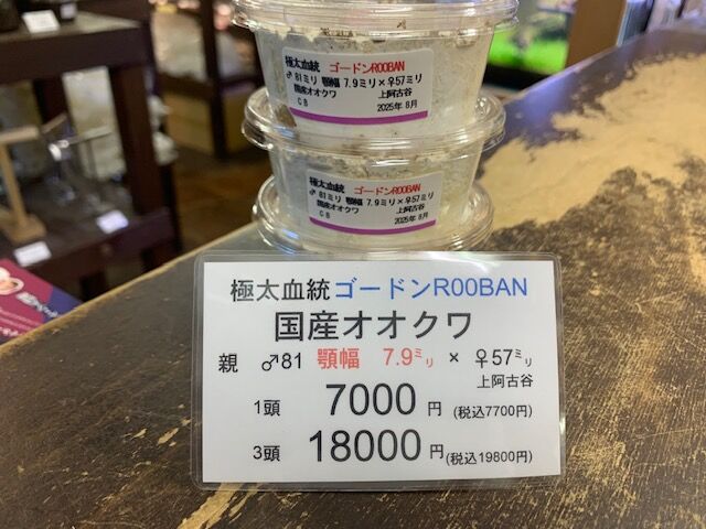 極太血統ゴードンR00BAN : カブトクワガタ☆GLOBAL