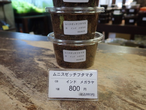 ムニスゼッチ