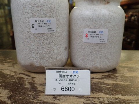 玄武