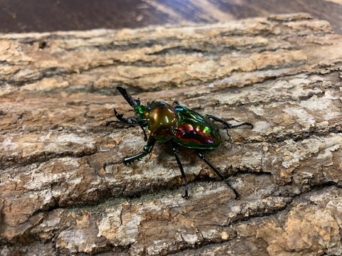 niziiro-pikaru-20251029