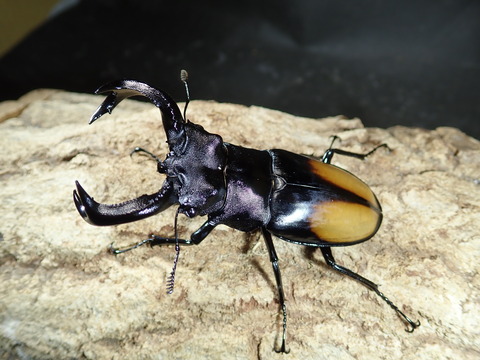 セアカフタマタ