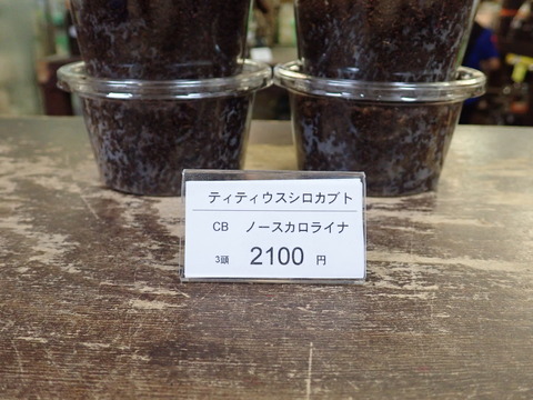 ティティウス