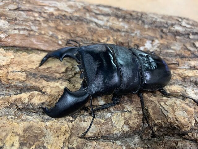 極太血統スマトラヒラタ : カブトクワガタ☆GLOBAL