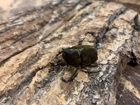 peruthipesu37-20260206