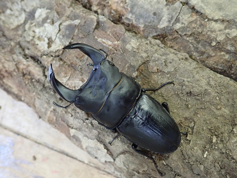 ミラグレ74　79800