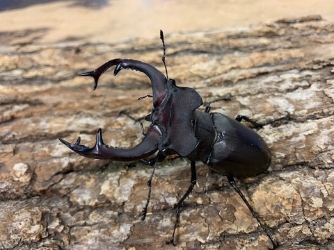 yudaikusu82-20251023