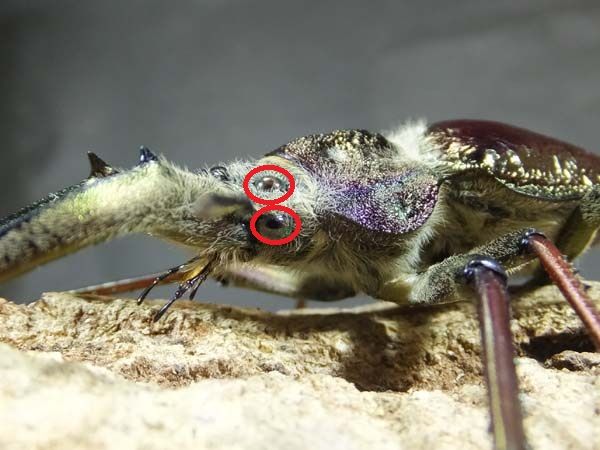 珍品ぞろい 四つ目 カブトクワガタ Global 珍品ぞろい 四つ目 カブトクワガタ Global