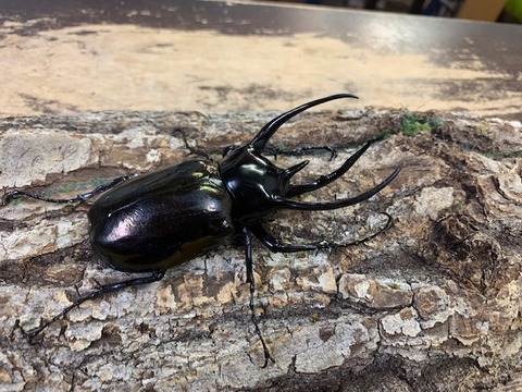 コーカサス