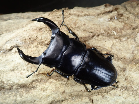 森田73系77 ミリ