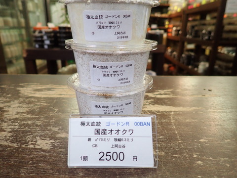 ゴードンR00ban