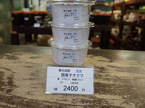 玄武