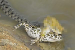 【画像】カエル♂「メスがヘビに食われてるやん！まぁいいか交尾しよ！」