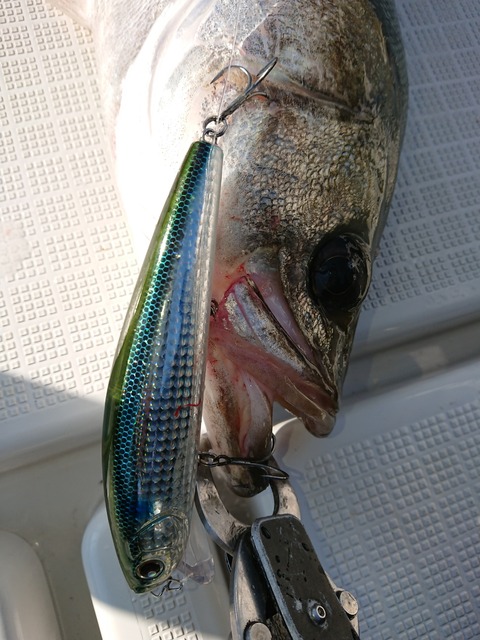 [画像:03ff52a9-s.jpg]