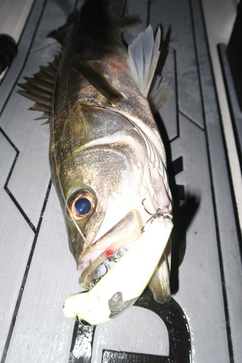 20201004210047_IMG_0391