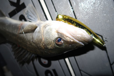 20200331025930_IMG_8198