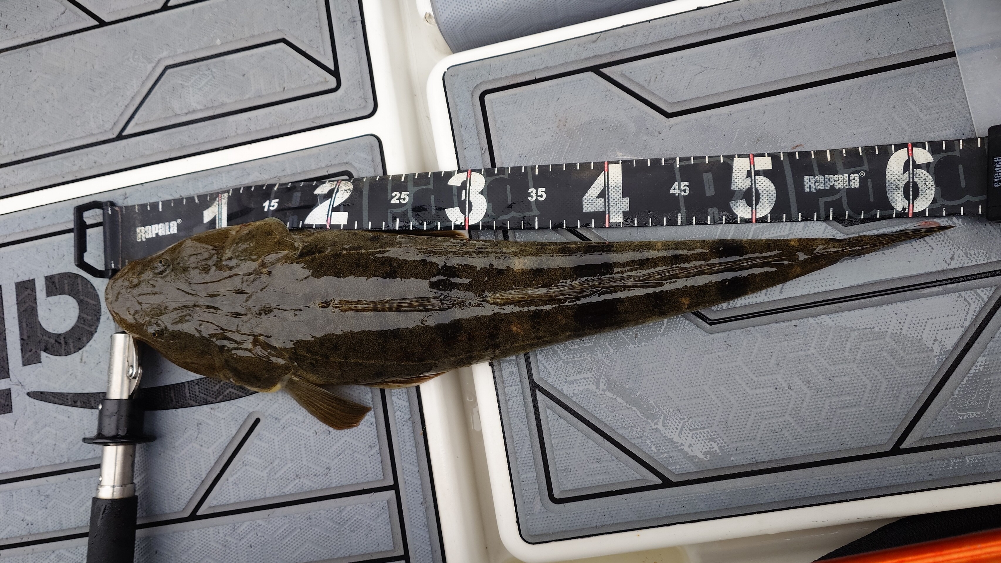 6月7日釣果情報！！ : TOKYOBAY FISHING GUIDE SERVICE Glory