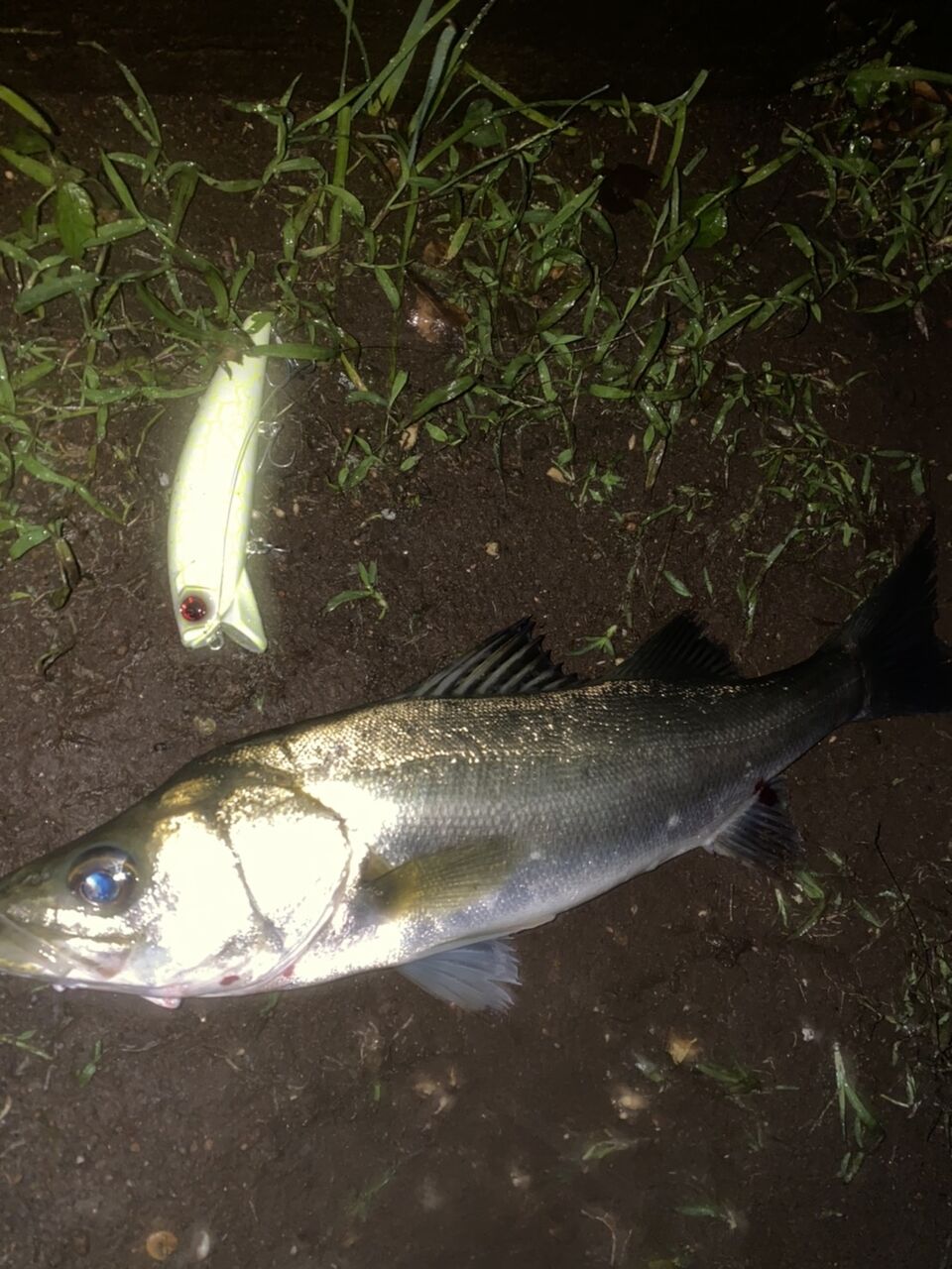10月10日釣果情報 Tokyobay Fishing Guide Service Glory グローリーフィッシング 10月10日釣果情報 Tokyobay Fishing Guide Service Glory グローリーフィッシング