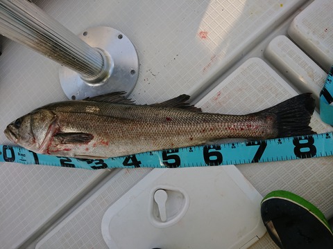 [画像:1f1fe91a-s.jpg]