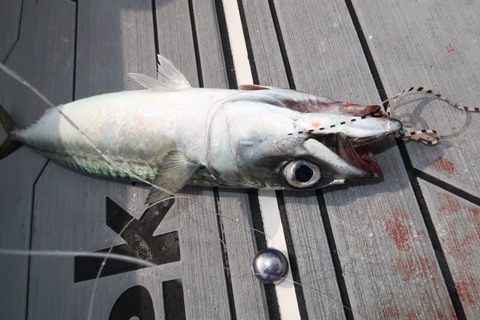 20200528083341_IMG_9071